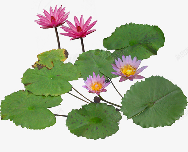 盛开的莲花png免抠素材_新图网 https://ixintu.com 植物 水生 莲叶 莲花