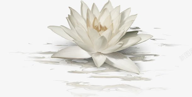 手绘莲花png免抠素材_新图网 https://ixintu.com 植物 水纹 白色 白莲花 花朵 莲花