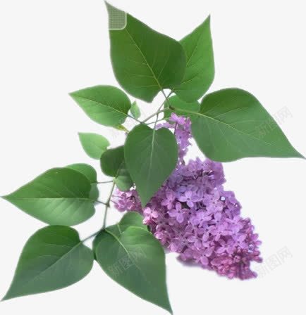 漂亮的丁香花png免抠素材_新图网 https://ixintu.com 一簇花 绿叶 绿色枝叶 美丽的花