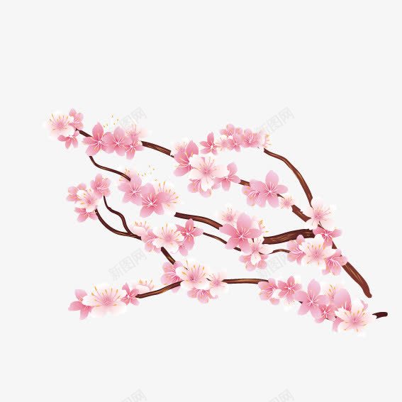 怒放樱花png免抠素材_新图网 https://ixintu.com 植物 樱花 花瓣