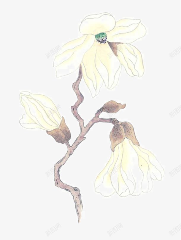 白色玉兰花png免抠素材_新图网 https://ixintu.com 中国画 国画小品 国粹 宣纸画 彩墨花草 手绘花卉 美术插图 艺术作品 装饰花草