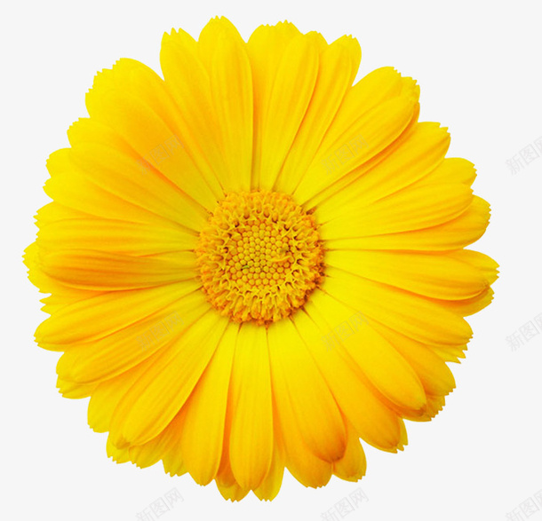 好看的金黄色花朵png免抠素材_新图网 https://ixintu.com daisy 植物 花 花朵 花瓣 花语 菊花 雏菊 雏菊花瓣