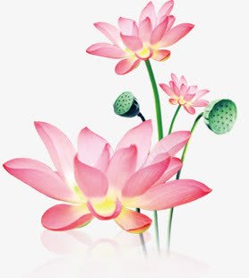 粉色梦幻莲花装饰植物png免抠素材_新图网 https://ixintu.com 梦幻 植物 粉色 莲花 装饰