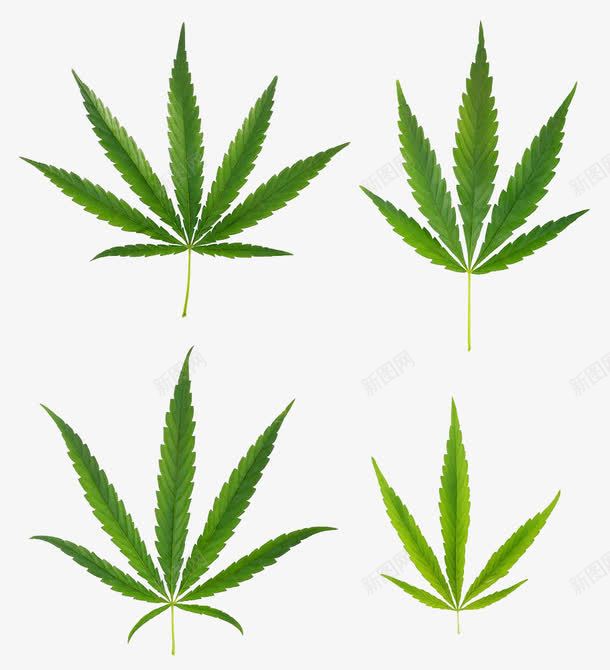 多种大麻叶png免抠素材_新图网 https://ixintu.com 多种大麻叶 大麻叶 大麻叶子 实物 毒品 毒品种类 绿色植物 药材 麻醉品
