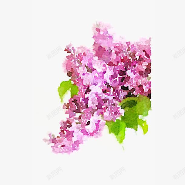 手绘水彩一丛紫丁香唯美png免抠素材_新图网 https://ixintu.com 丁香 丁香花 唯美 手绘 手绘丁香 插画 水彩 浪漫 花丛 花簇