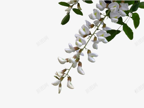 白色洋槐花簇png免抠素材_新图网 https://ixintu.com 含苞待放 洋槐花 白色 装饰