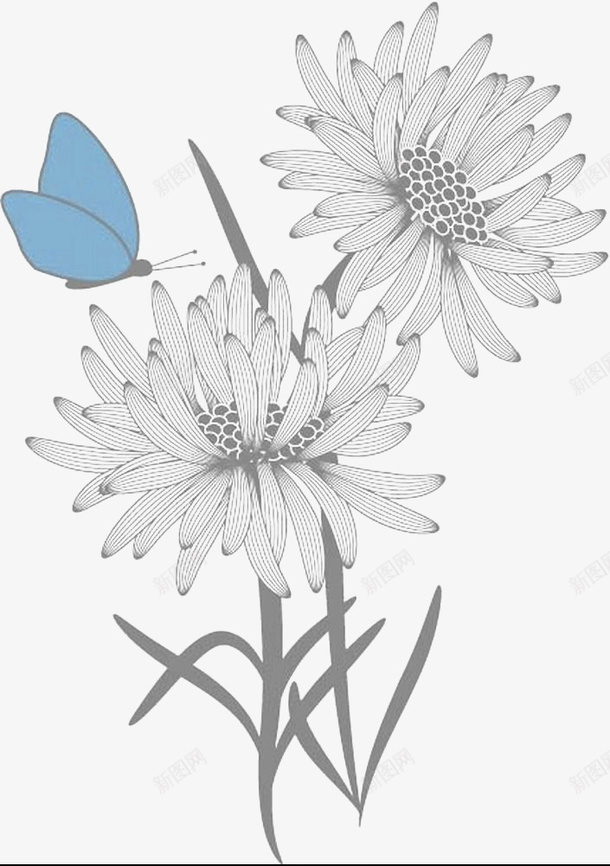 菊花和蓝色蝴蝶线描画png免抠素材_新图网 https://ixintu.com 大方 插画 朴素 简约 线描