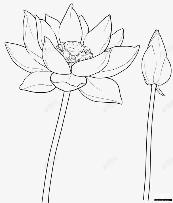 黑白线稿画稿莲花png免抠素材_新图网 https://ixintu.com 画稿 莲花 莲花画稿图片素材 黑白