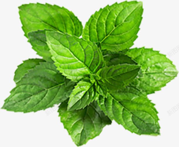 绿色薄荷叶植物png免抠素材_新图网 https://ixintu.com 植物 素材 绿叶 绿色 薄荷叶