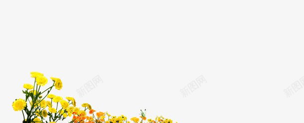 秋菊png免抠素材_新图网 https://ixintu.com 绉嬪 绉嬭強 鑺变笡 鑿婅姳