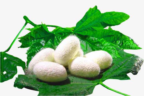 蚕茧png免抠素材_新图网 https://ixintu.com 桑叶 桑叶蚕茧 白绿 绿叶 美白 蚕丝 蚕丝文明 蚕茧 面膜
