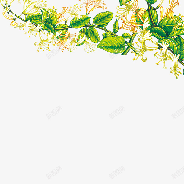 金银花psd免抠素材_新图网 https://ixintu.com 叶子 绿色 绿色叶子 花 花朵 药材 金银花 鲜花
