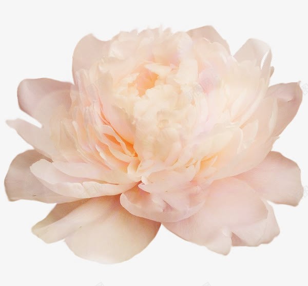 白色鲜花实物png免抠素材_新图网 https://ixintu.com 植物 白色鲜花 高清实物图