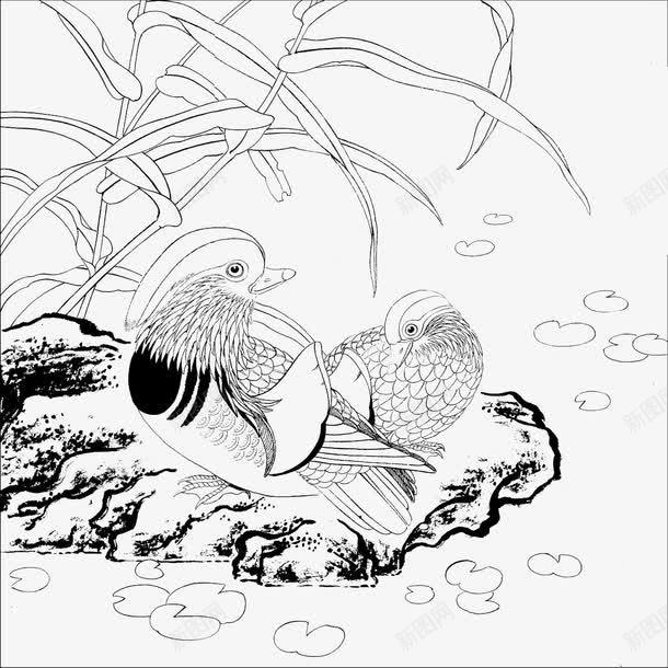 花鸟工笔画白描线框png免抠素材_新图网 https://ixintu.com 免费下载 工笔画 白描 线框图 花鸟 鸳鸯