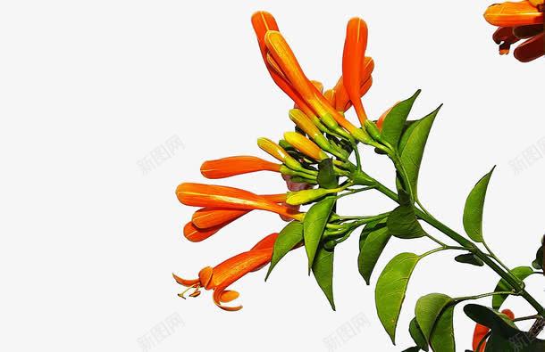 橘色炮仗花png免抠素材_新图网 https://ixintu.com 植物 橘色 炮仗花 花卉