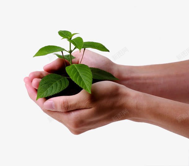 手捧植物png免抠素材_新图网 https://ixintu.com 叶子 小树 希望 手 捧起 树叶