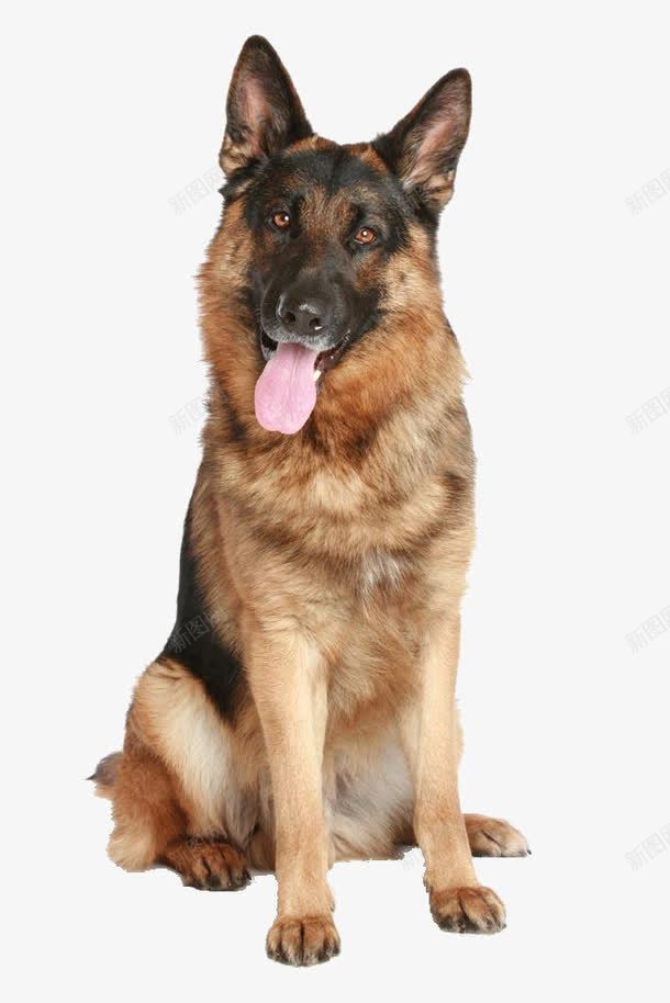 吐舌头的猎犬png免抠素材_新图网 https://ixintu.com 吐舌头 宠物 小狗 猎犬