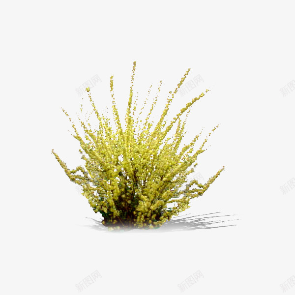 蕨类植物png免抠素材_新图网 https://ixintu.com 嫩绿 植物素材 蕨类 蕨类植物素材
