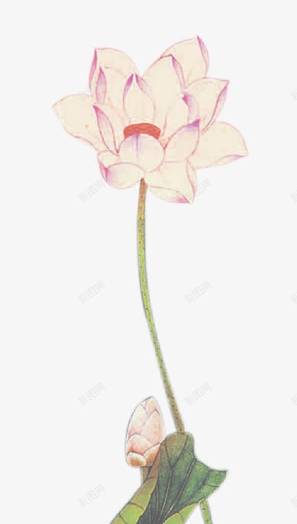 工笔画荷花png免抠素材_新图网 https://ixintu.com 古风 工笔画荷花 精美 荷叶