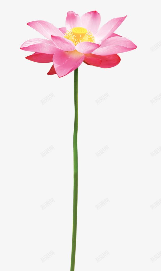 荷花png免抠素材_新图网 https://ixintu.com 中国画 国画 国画元素 国画素材 国画花卉