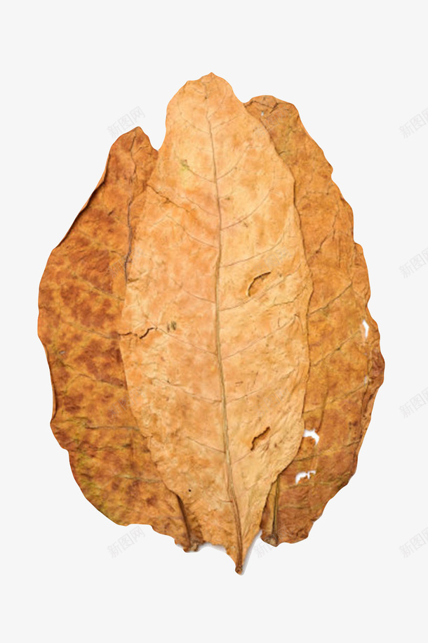 层叠带斑点的干烟叶实物png免抠素材_新图网 https://ixintu.com 原料 层叠 干烟叶 干燥 晒干 树叶 植物界 烟草 茄科 草本 裂开 裂纹 褶皱