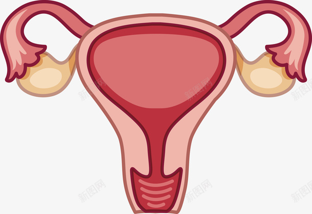 女士子宫与卵巢矢量图eps免抠素材_新图网 https://ixintu.com 子宫 子宫PNG 矢量做广告 红色 红色子宫 矢量图