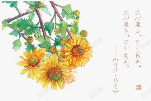 诗经花朵插画配图png免抠素材_新图网 https://ixintu.com 卡通 卡通插画 古风 唯美 手绘 花卉 诗歌 诗经 诗词