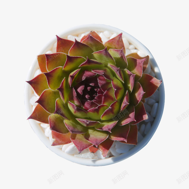 观音莲多肉植物长生草阳台png免抠素材_新图网 https://ixintu.com 多肉植物 室内 精品 观音莲 迷你花卉 长生草系列 阳台