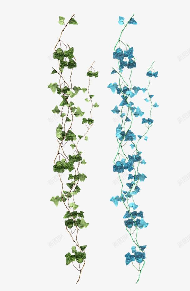 爬山虎png免抠素材_新图网 https://ixintu.com 植物 爬山虎 花藤