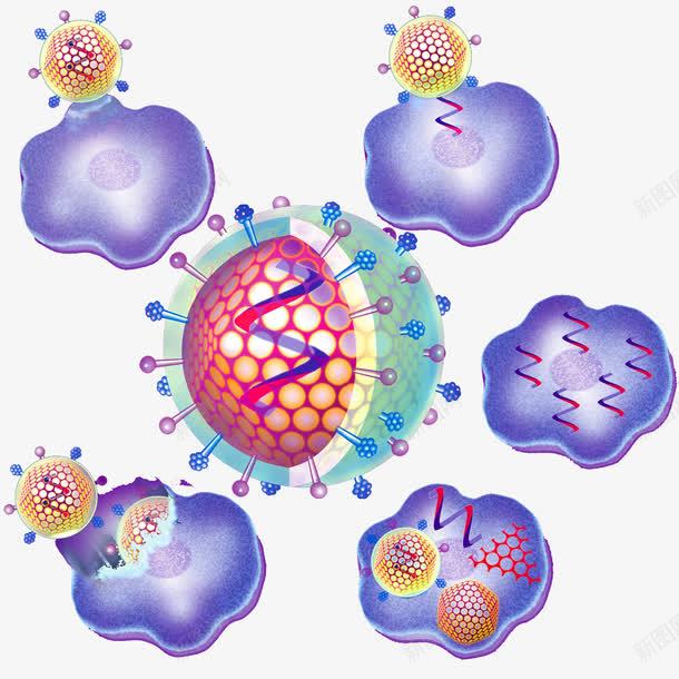 细胞分子生物示意图png免抠素材_新图网 https://ixintu.com 分子细胞 平面 生物科学 生物细胞 科学示意图 自然科学