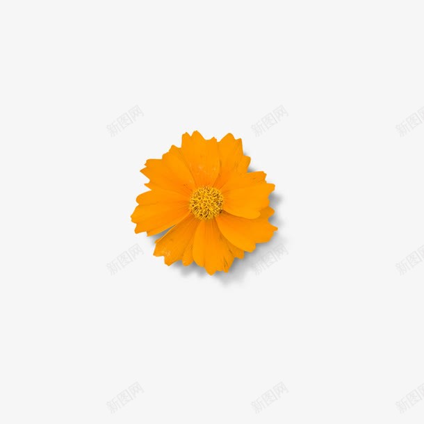 花的png免抠素材_新图网 https://ixintu.com 小花 橘黄色 点缀 花 花朵 装点