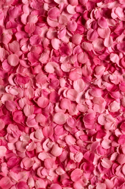 粉红色玫瑰花瓣背景背景