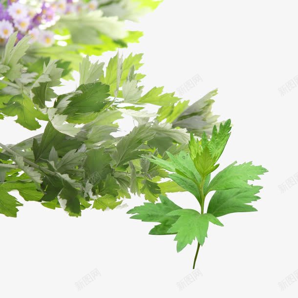 植物艾叶png免抠素材_新图网 https://ixintu.com 植物 植物素材 艾叶 艾叶免抠