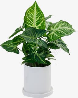 阳台上盆栽效果植物png免抠素材_新图网 https://ixintu.com 效果 植物 盆栽 阳台