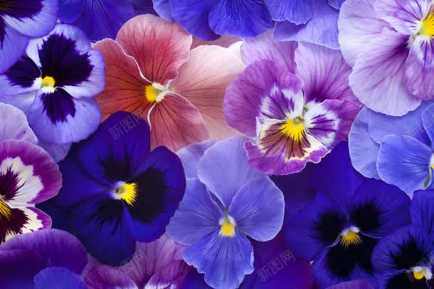 美丽鲜花背景jpg设计背景_新图网 https://ixintu.com 图片素材 底纹背景 紫色花朵 美丽鲜花背景图片 美丽鲜花背景图片素材下载 背景底纹 背景花边 花卉背景 花朵 鲜花背景