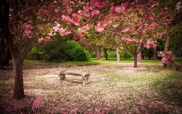开满樱花的公园背景