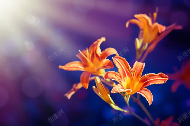 黄花与梦幻光斑背景jpg设计背景_新图网 https://ixintu.com 其它类别 图片素材 梦幻光斑 美丽花卉 背景花边 花朵 阳光 鲜花 黄花 黄花与梦幻光斑背景图片 黄花与梦幻光斑背景图片素材下载