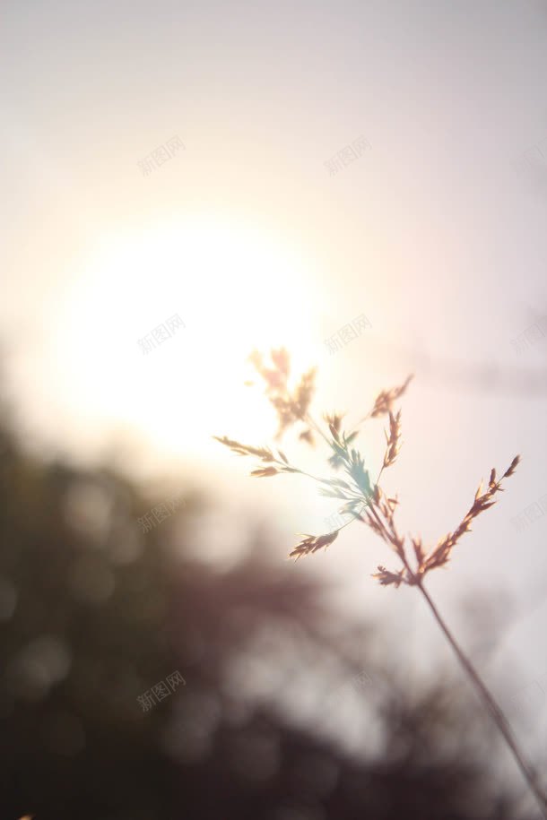 沐浴阳光大屏背景jpg设计背景_新图网 https://ixintu.com 沐浴 背景 阳光