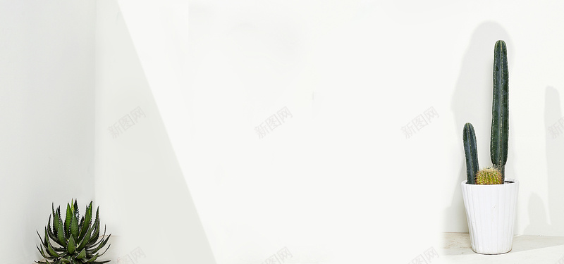 静物场景图jpg_新图网 https://ixintu.com 摄影 植物 海报banner 白色 简约 静物 风景