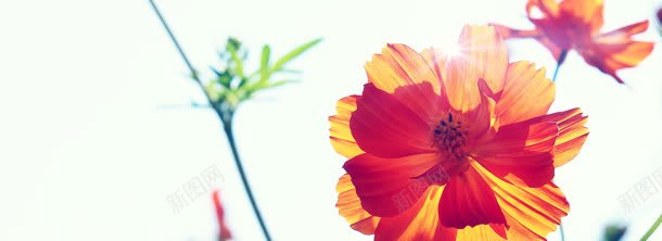 美丽的花朵jpg设计背景_新图网 https://ixintu.com 美丽 花朵