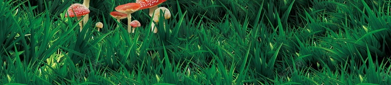 生如夏花背景模板psd_新图网 https://ixintu.com PSD 分层 夏天的味道 小清新 平面 广告 森林 模板 海报 爱上夏天 生如夏花 白色玫瑰花 素材 背景
