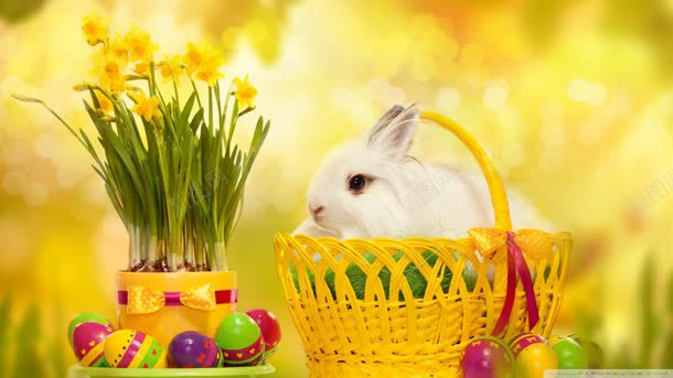 黄色小筐复活节兔子背景