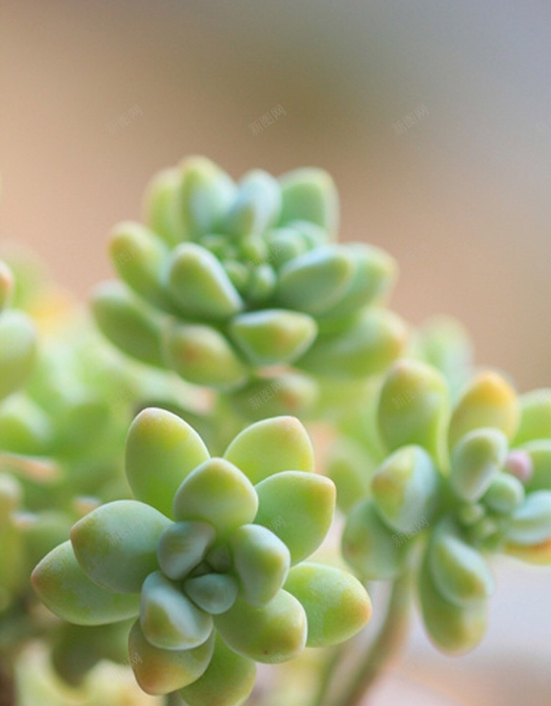 可爱的多肉植物手机壁纸jpg设计背景_新图网 https://ixintu.com H5 h5 多肉 小清新 摄影 浅色 绿色 花盆 风景