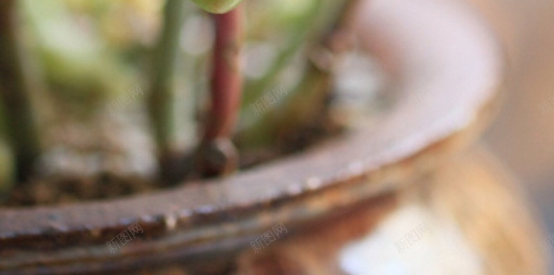 可爱的多肉植物手机壁纸jpg设计背景_新图网 https://ixintu.com H5 h5 多肉 小清新 摄影 浅色 绿色 花盆 风景