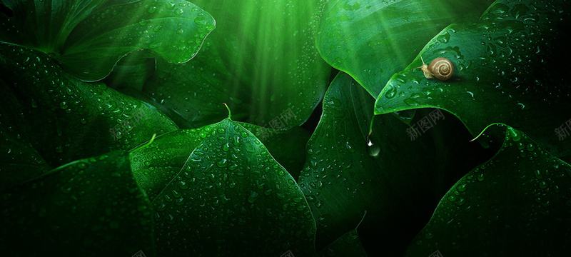 清新绿色水滴化妆品bannerjpg设计背景_新图网 https://ixintu.com banner 化妆品 水滴 水珠 清新背景 清爽 绿色绿叶 蜗牛 补水面膜