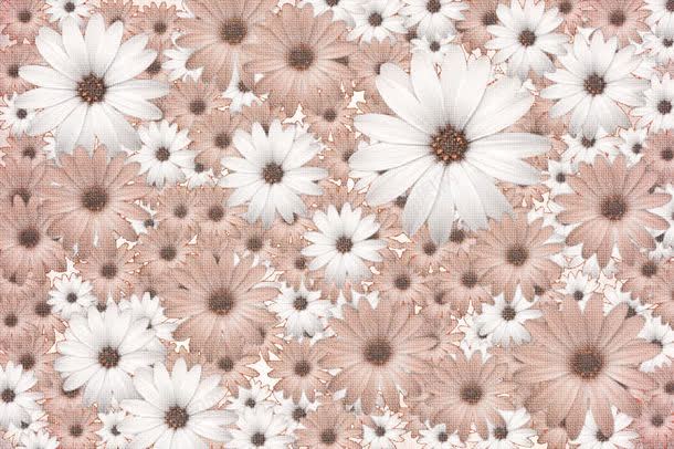 白色菊花背景jpg设计背景_新图网 https://ixintu.com 其它类别 图片素材 白色菊花背景图片 白色菊花背景图片素材下载 美丽鲜花 背景花边 花卉 花朵 花草树木 菊花 雏菊 鲜花背景