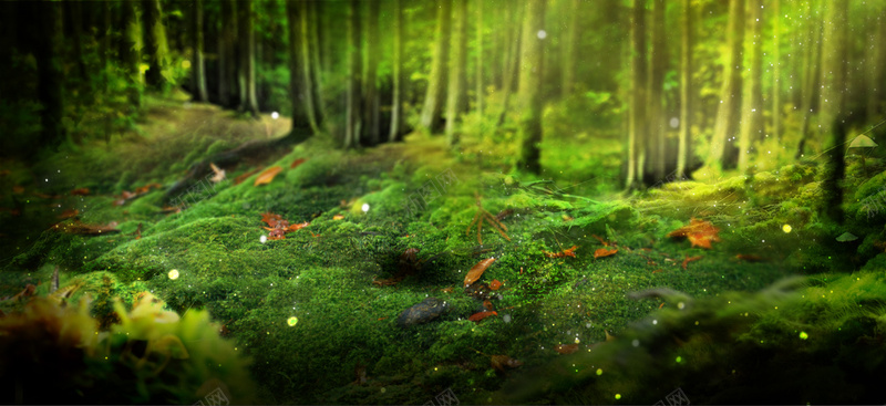梦幻树林背景psd设计背景_新图网 https://ixintu.com banner 专题 主题 天猫 天猫banner 小清新 广告 广告banner 文艺 树林 活动banner 海报banner 淘宝 淘宝banner 淘宝天猫 简约 绿色 草地