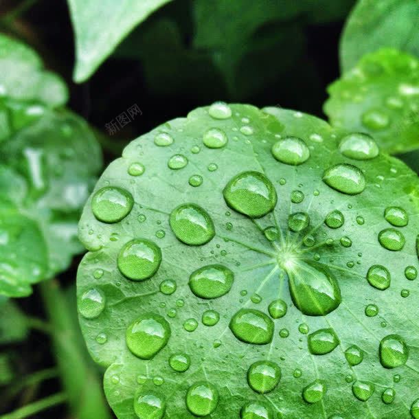 绿色荷叶水珠大屏jpg设计背景_新图网 https://ixintu.com 水珠 绿色 荷叶