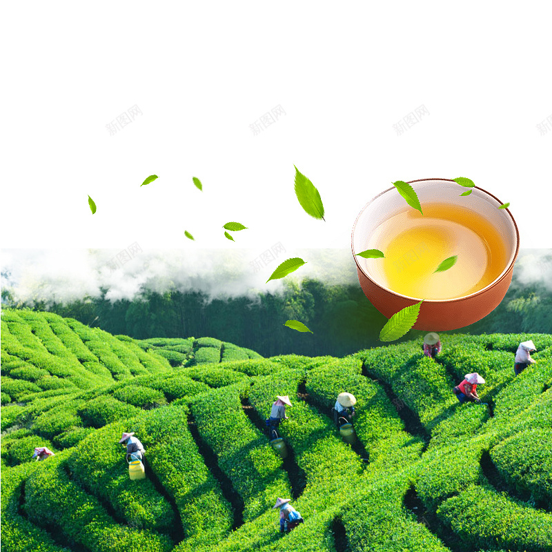 茶叶活动宣传PSD分层主图背景psd_新图网 https://ixintu.com PSD分层 主图 大气 宣传 摄影 活动 绿色 茶叶 风景