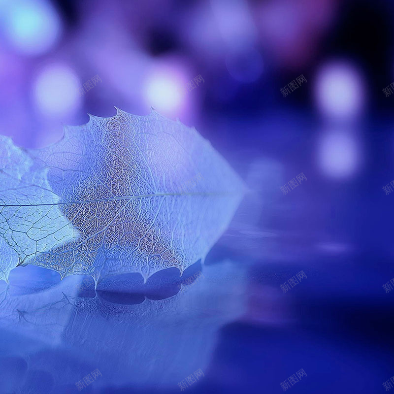 蓝色透明树叶主图背景jpg设计背景_新图网 https://ixintu.com 主图背景图片 叶脉 地面 树叶 纹理 蓝色 质感 透明